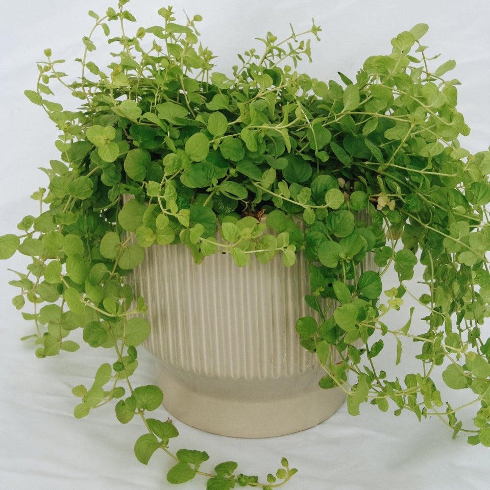 Goldilocks Creeping Jenny - LandscapeDirect