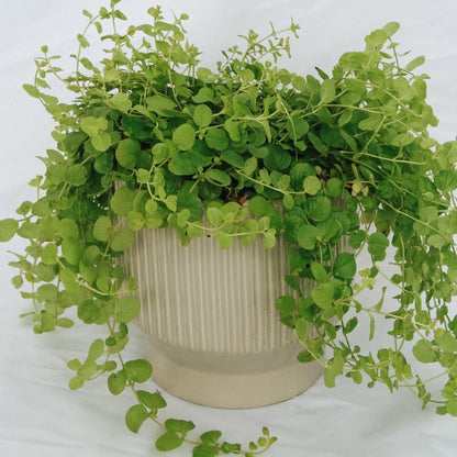 Goldilocks Creeping Jenny - LandscapeDirect