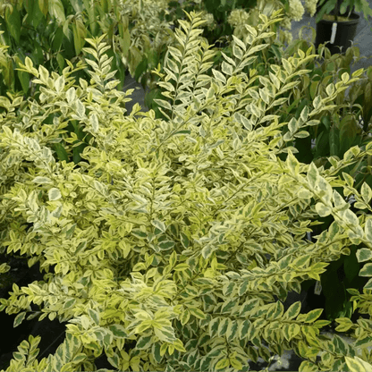 Good Vibrations Privet - LandscapeDirect