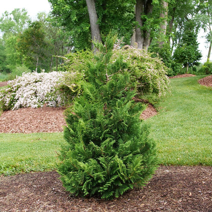 Green Giant Arborvitae - LandscapeDirect