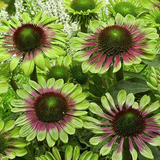 Green Twister Coneflower - LandscapeDirect