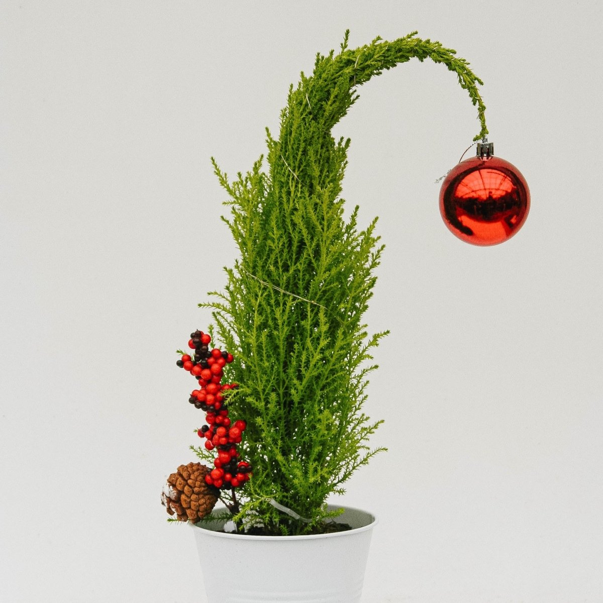 Grinch Lemon Cypress Tree - 5 Inch Tin Pot - LandscapeDirect