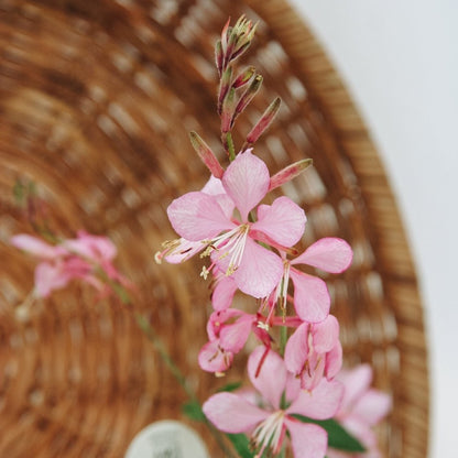 Guara Stratosphere Pink Picotee - LandscapeDirect