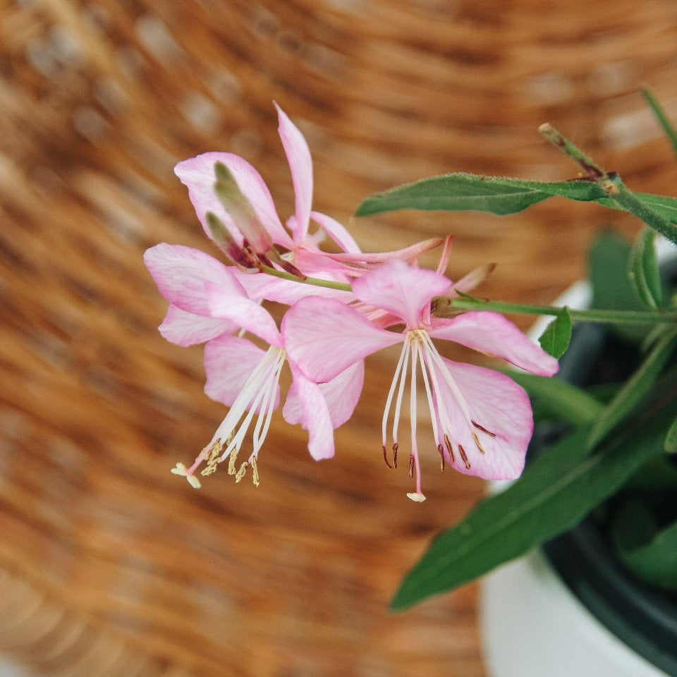 Guara Stratosphere Pink Picotee - LandscapeDirect