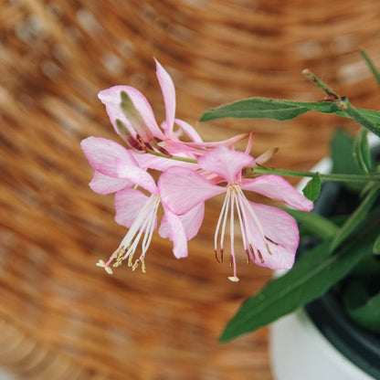Guara Stratosphere Pink Picotee - LandscapeDirect