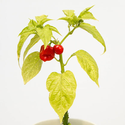 Habanero Pepper - LandscapeDirect