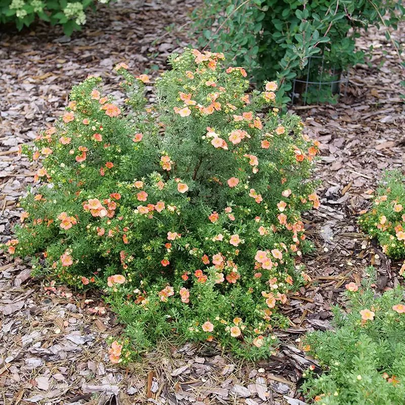 Happy Face Orange Potentilla - LandscapeDirect