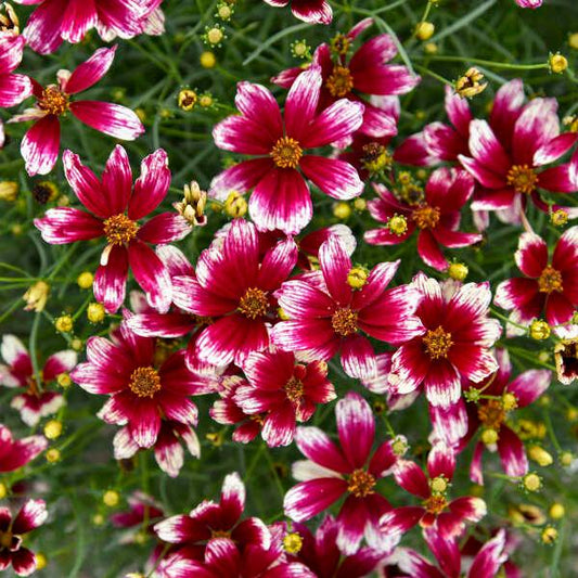 Heartstrings Threadleaf Tickseed - LandscapeDirect