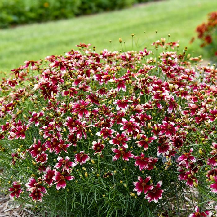 Heartstrings Threadleaf Tickseed - LandscapeDirect