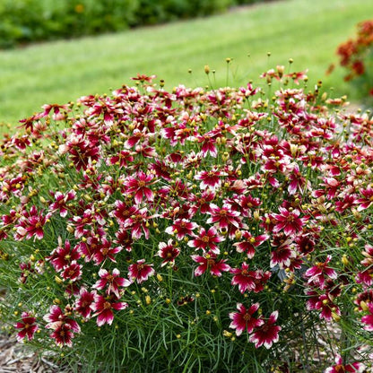 Heartstrings Threadleaf Tickseed - LandscapeDirect