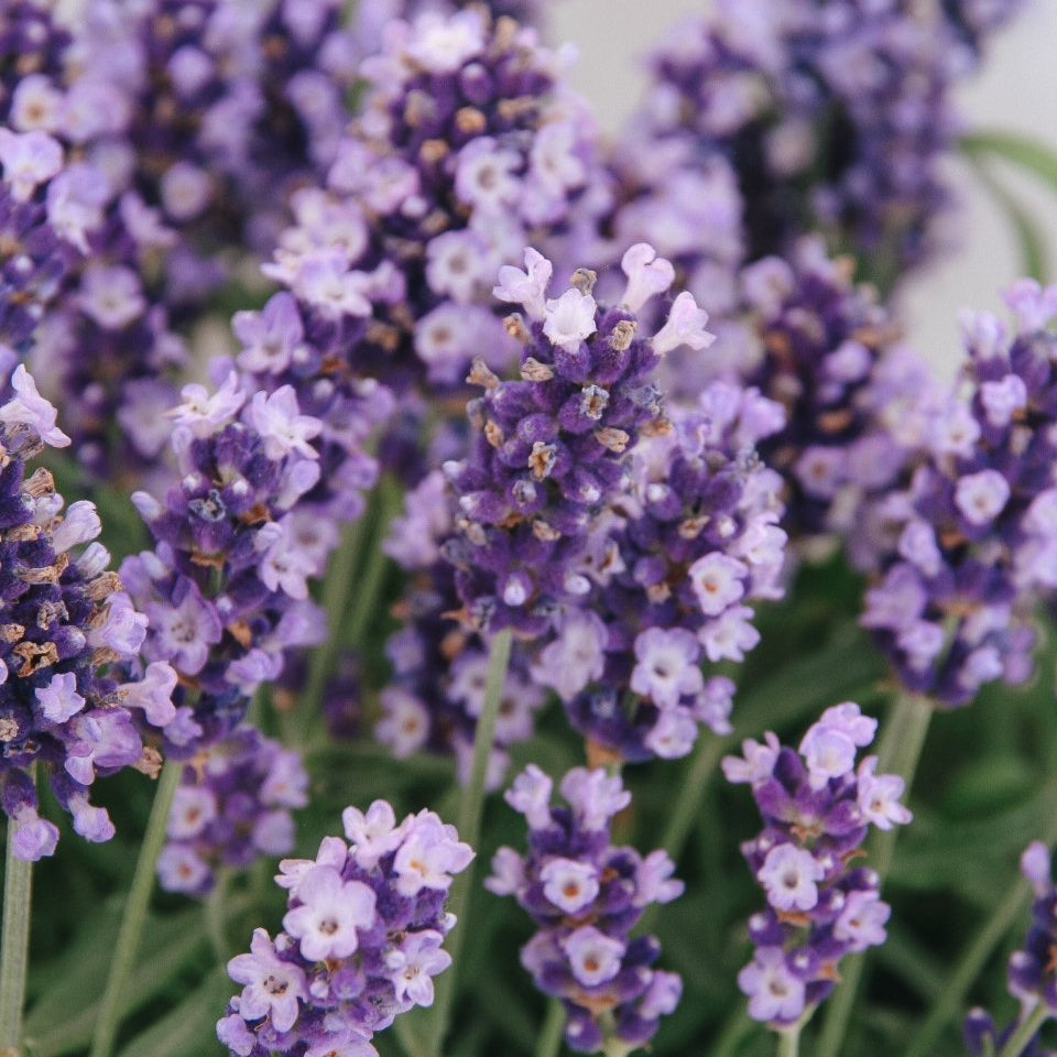 Hidcote Blue English Lavender - LandscapeDirect