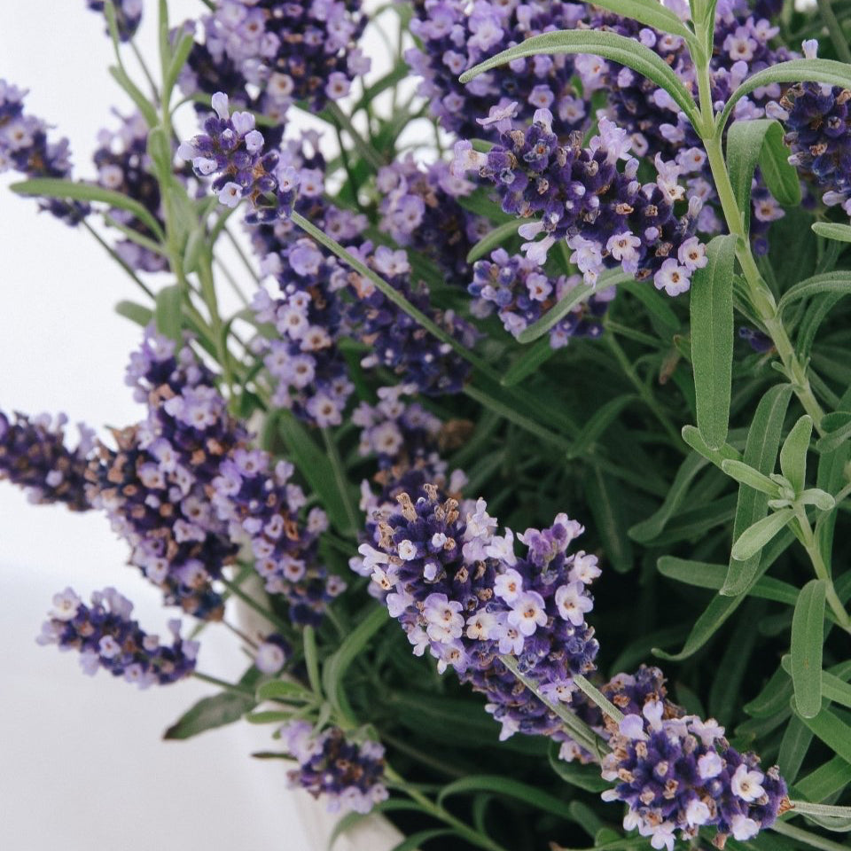 Hidcote Blue English Lavender - LandscapeDirect