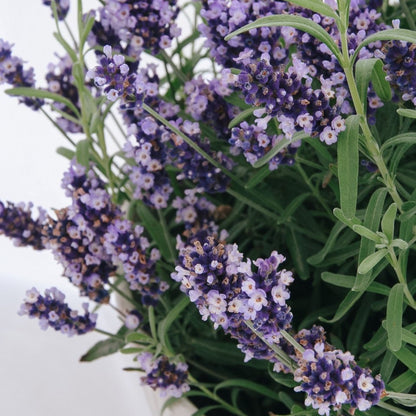 Hidcote Blue English Lavender - LandscapeDirect