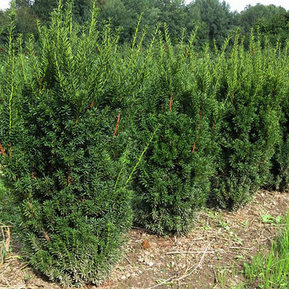 Hill's Hybrid Yew - LandscapeDirect