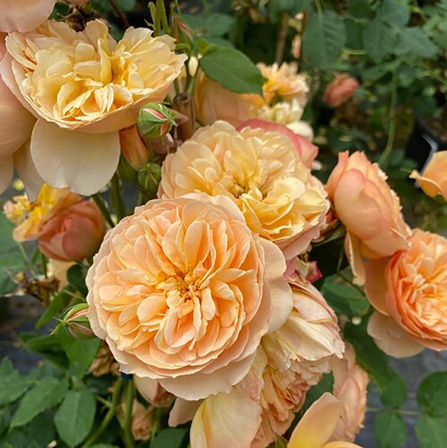 Honey Apricot Flavorette Rose - LandscapeDirect