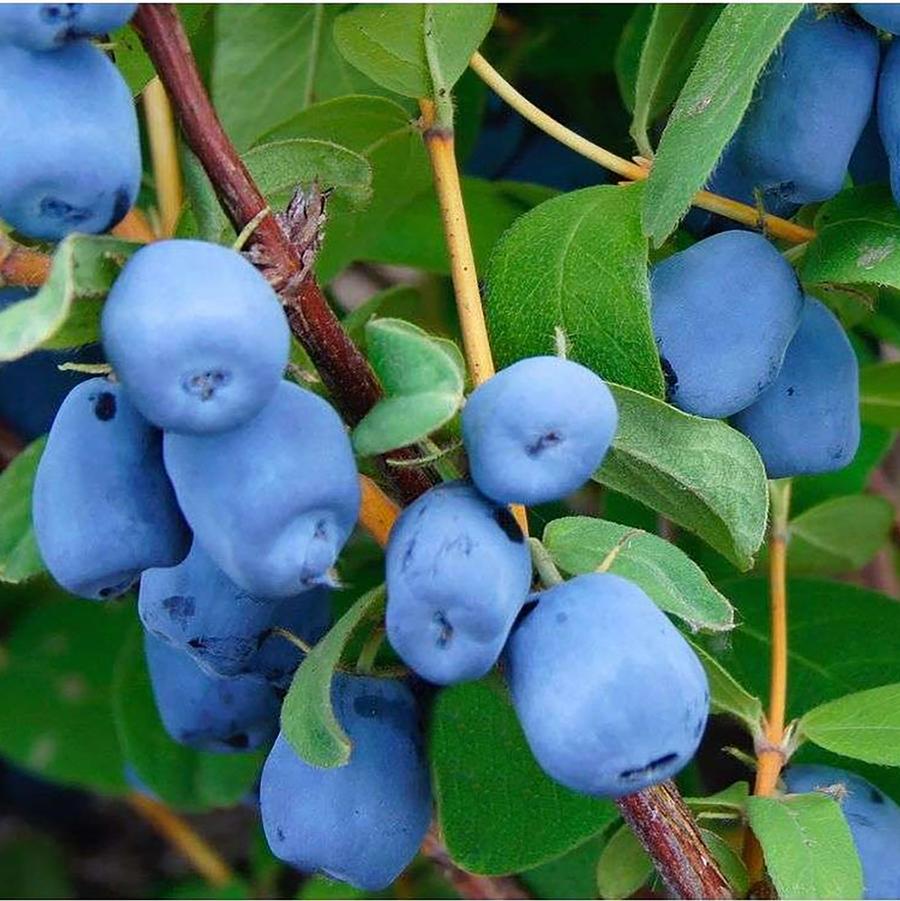 Honey Bee Honeyberry - LandscapeDirect