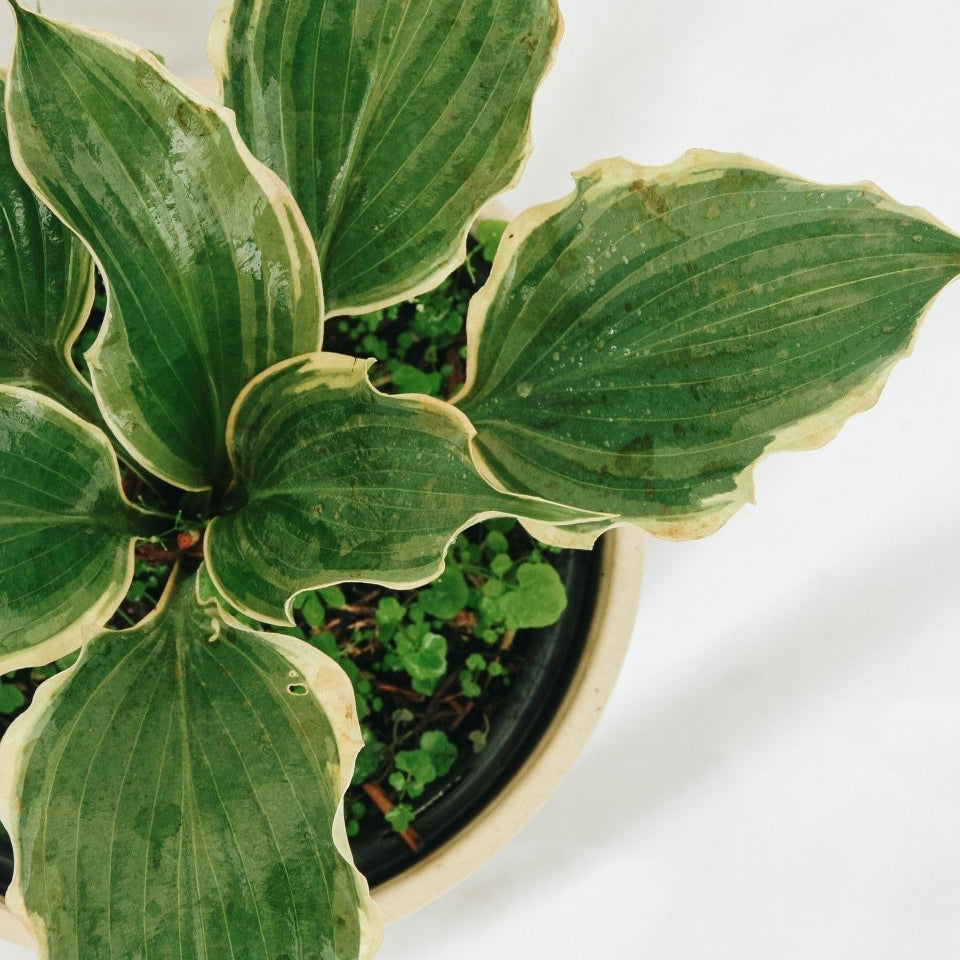 Hope Springs Eternal Plantain Lily - LandscapeDirect