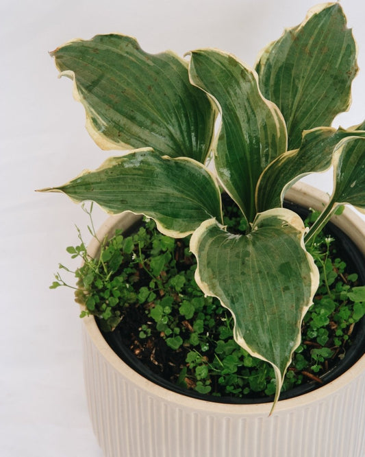 Hope Springs Eternal Plantain Lily - LandscapeDirect