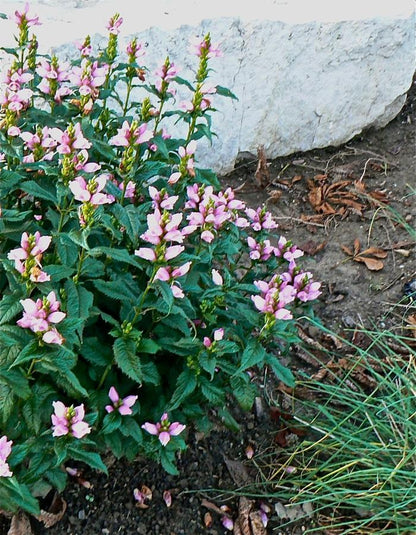 Hot Lips Turtlehead - LandscapeDirect
