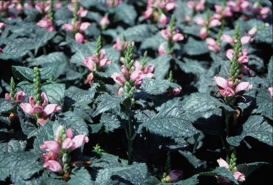 Hot Lips Turtlehead - LandscapeDirect