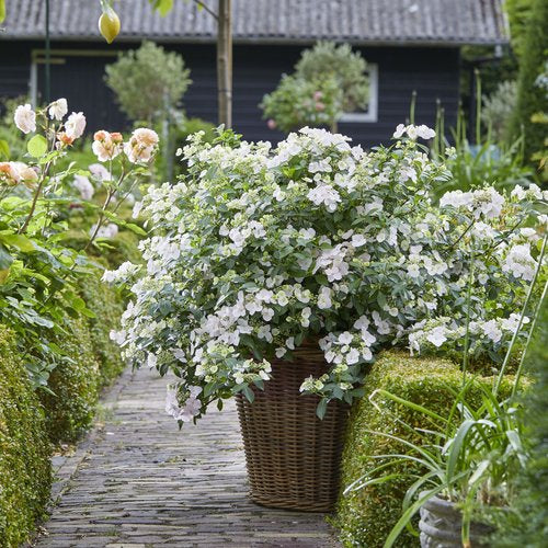Fairytrail Bride¨ Cascade Hydrangea