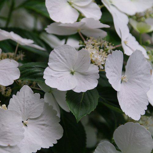Fairytrail Bride¨ Cascade Hydrangea