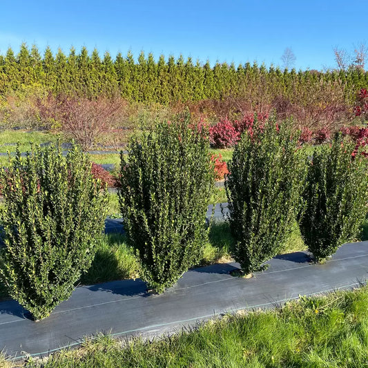Hedge Box Japanese Holly