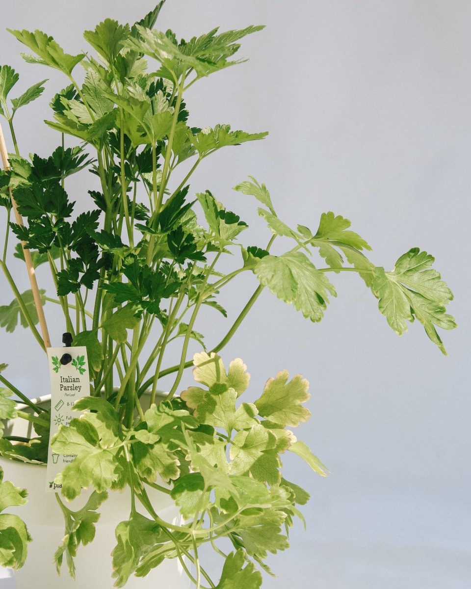 Italian Parsley - LandscapeDirect