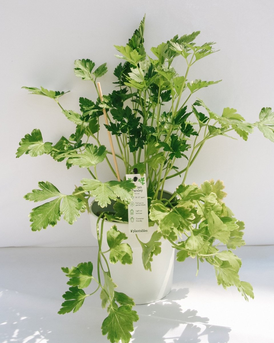 Italian Parsley - LandscapeDirect