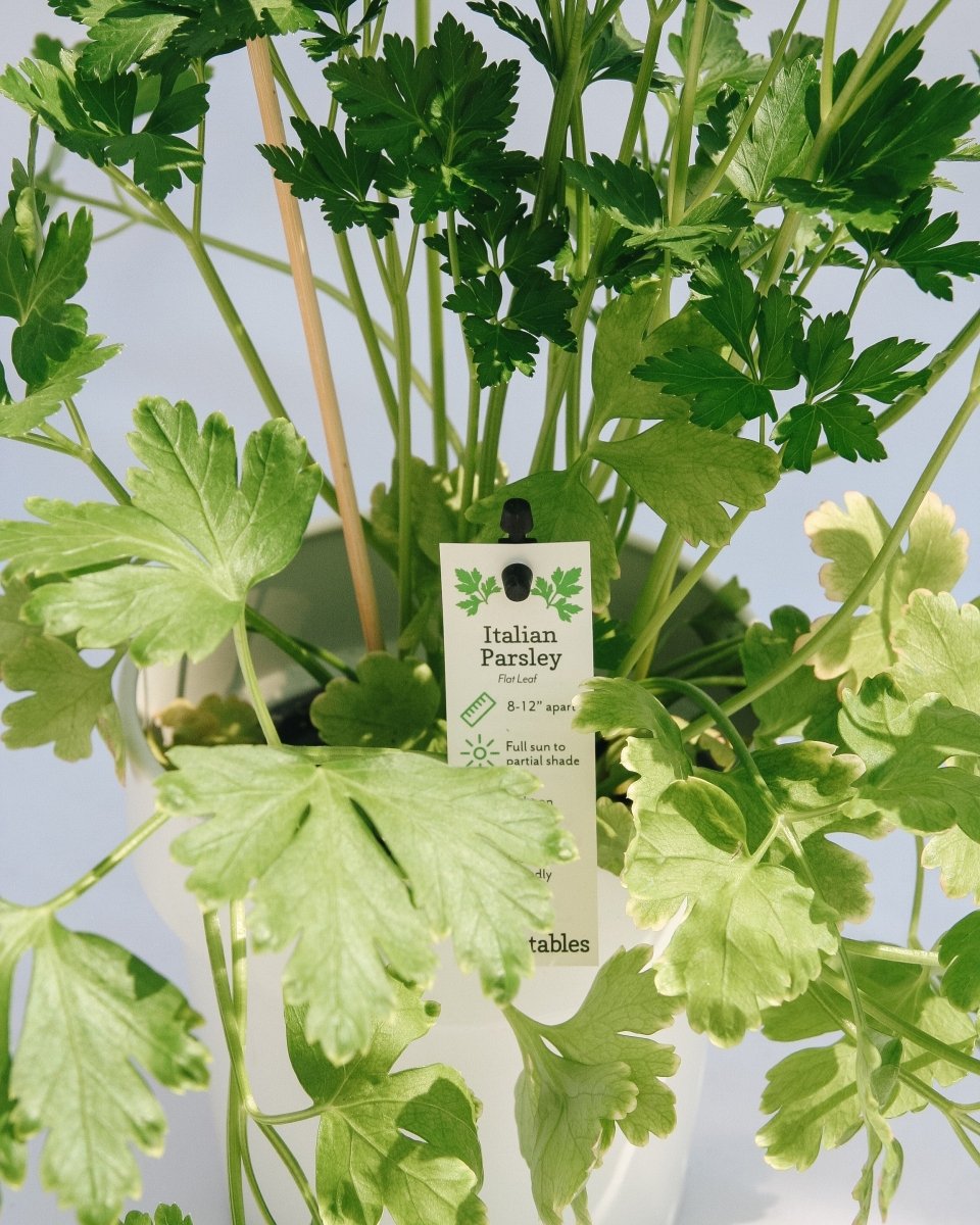 Italian Parsley - LandscapeDirect