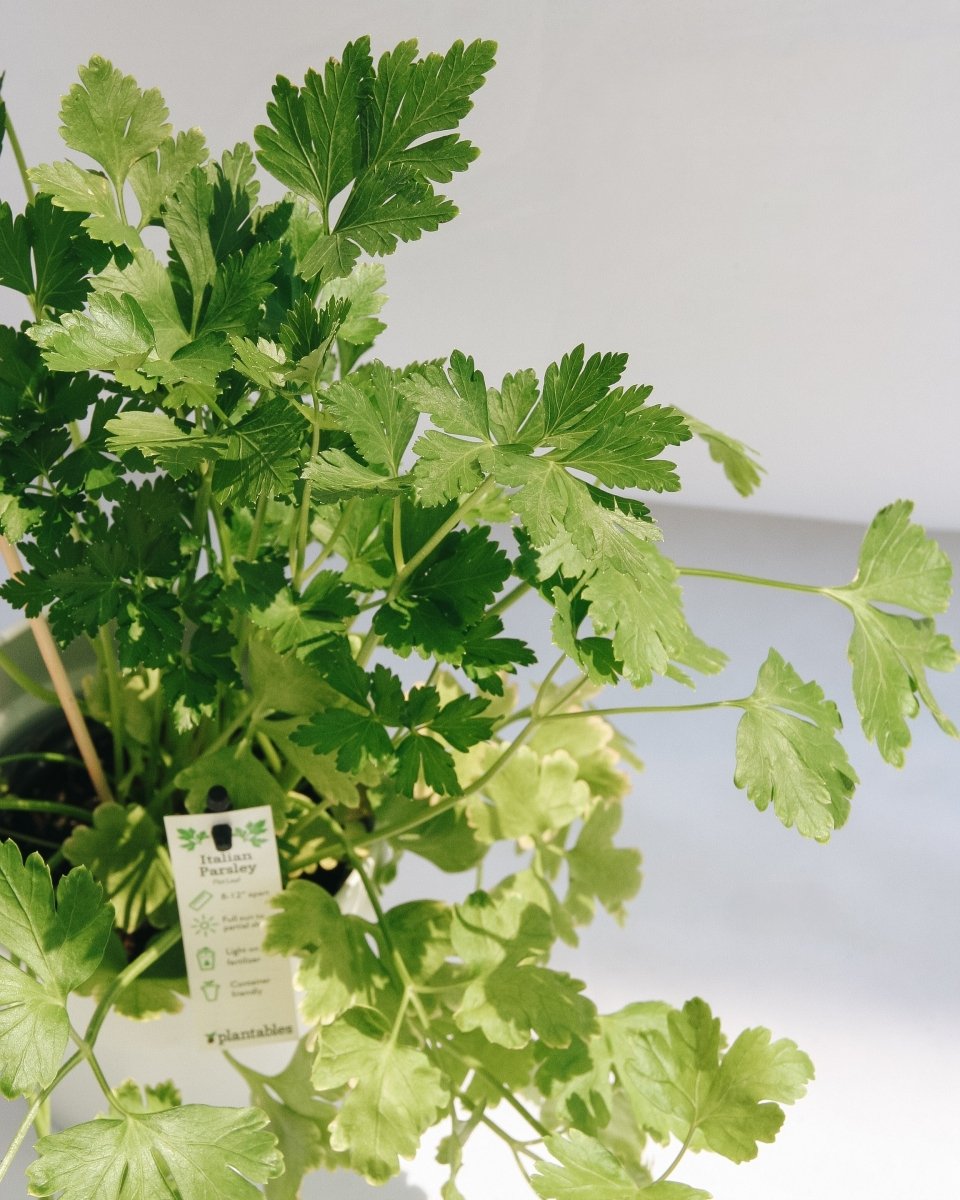 Italian Parsley - LandscapeDirect