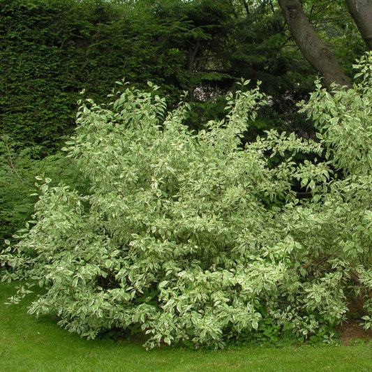 Ivory Halo Red - Twig Dogwood - LandscapeDirect