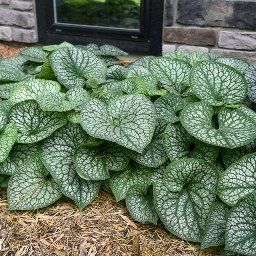 Jack of Diamonds Heartleaf Brunnera - LandscapeDirect