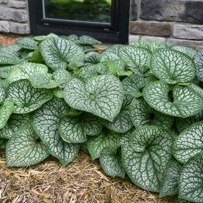 Jack of Diamonds Heartleaf Brunnera - LandscapeDirect