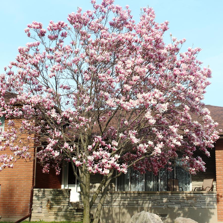 Jane Magnolia - LandscapeDirect