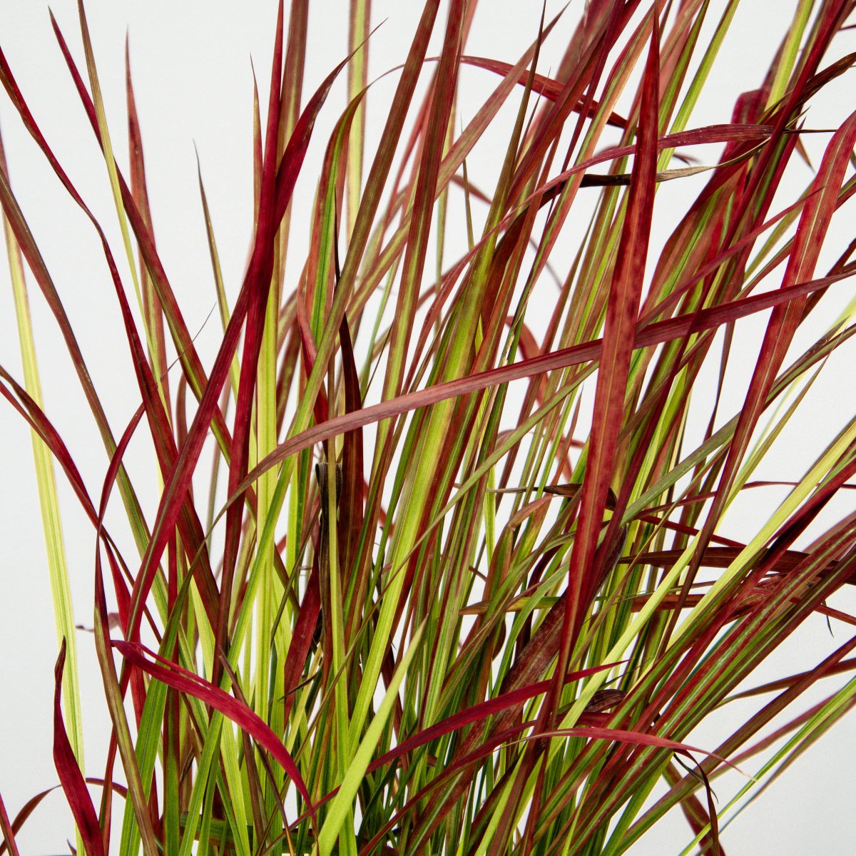 Japanese Blood Grass - LandscapeDirect