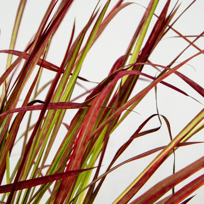 Japanese Blood Grass - LandscapeDirect