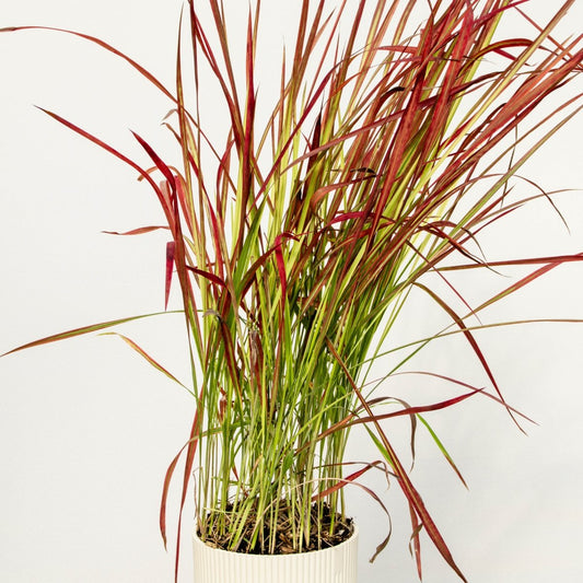 Japanese Blood Grass - LandscapeDirect