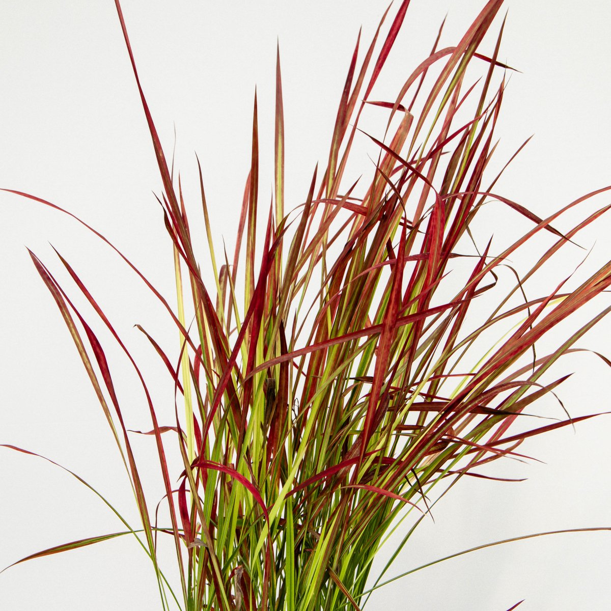 Japanese Blood Grass - LandscapeDirect