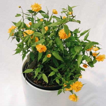 Japanese Kerria - LandscapeDirect