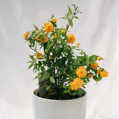 Japanese Kerria - LandscapeDirect