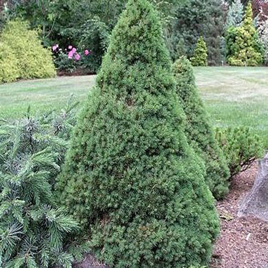 Jean's Dilly Spruce - LandscapeDirect