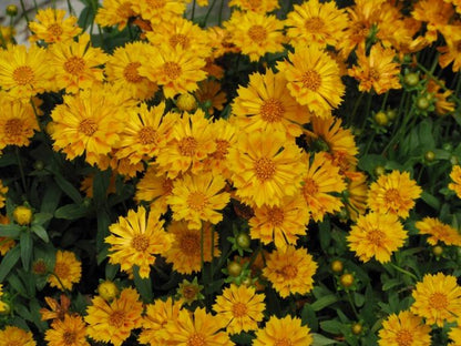 Jethro Tull Coreopsis - LandscapeDirect