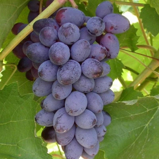 Jupiter Grape - LandscapeDirect