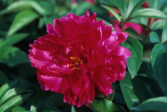 Karl Rosenfield Peony - LandscapeDirect