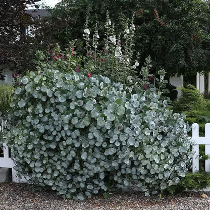 Kintzley's Ghost Honeysuckle - LandscapeDirect