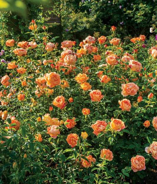 Lady of Shalott Climbing Rose - LandscapeDirect