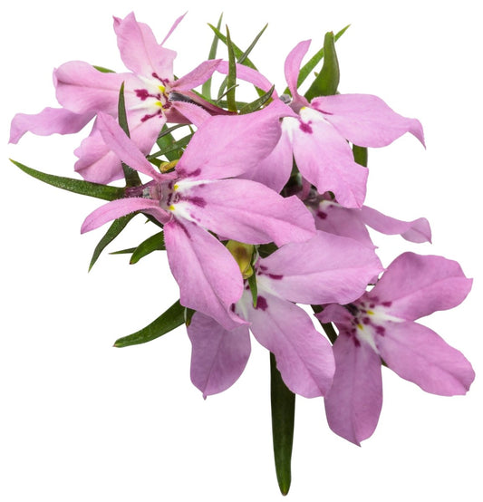 Laguna™ Royale Pink Lobelia - LandscapeDirect