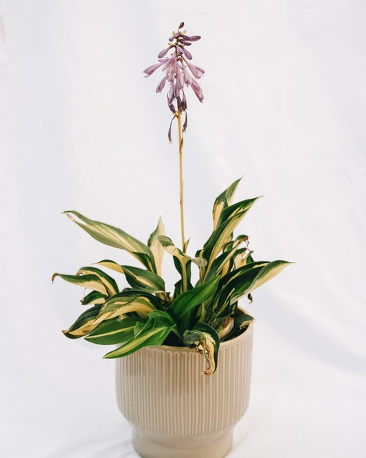 Lakeside Little Tuft Hosta - LandscapeDirect