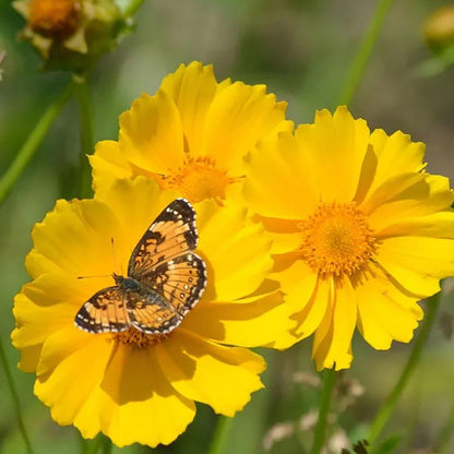 Lanceleaf Coreopsis - LandscapeDirect